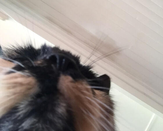 image of the same cat's chin as if she is using the phone the photo was taken on