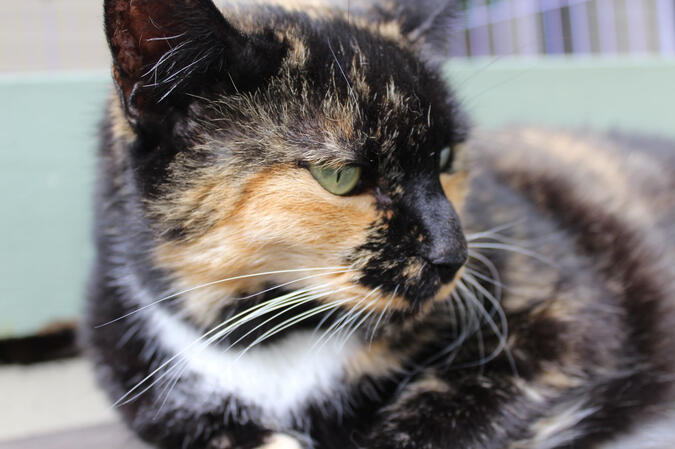 image of a tortie cat looking to the right.