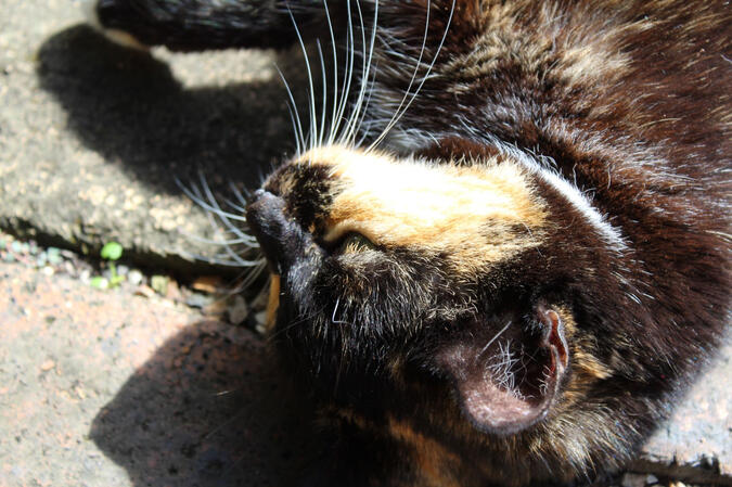 the cat lying on its side away from the camra