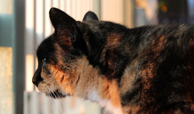 the cat looking through a deck fence to the left. She is lit by the sunset in a pretty pink hue.